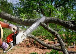 Best Tree Preservation Services  in Keuka Park, NY