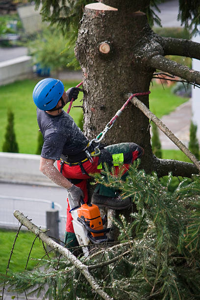 Best Storm Damage Tree Cleanup  in Keuka Park, NY