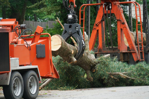 Best Hedge Trimming  in Keuka Park, NY