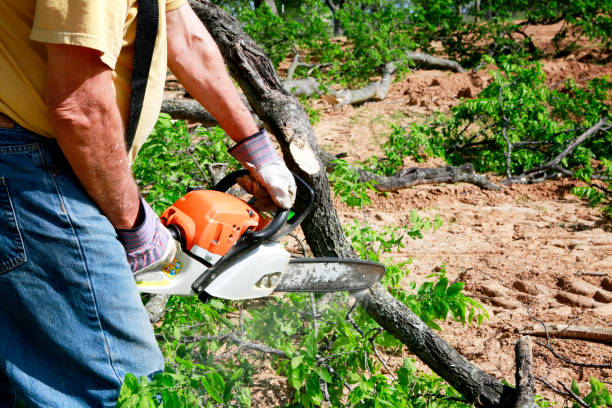 How Our Tree Care Process Works  in  Keuka Park, NY